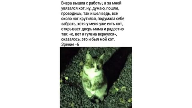 Приколы с котами  КУСАЛОЧКА   Мемозг #257