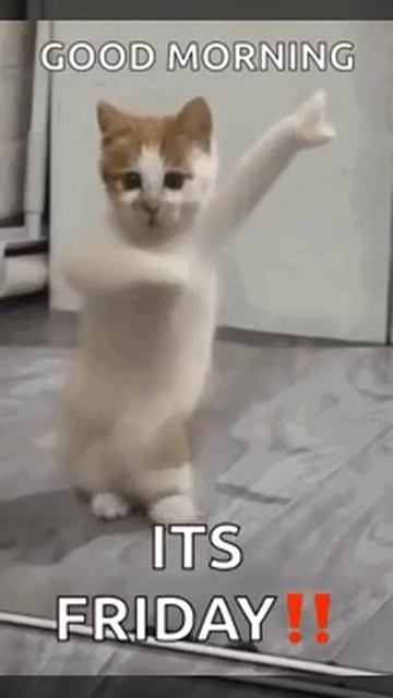 Танцующий котик