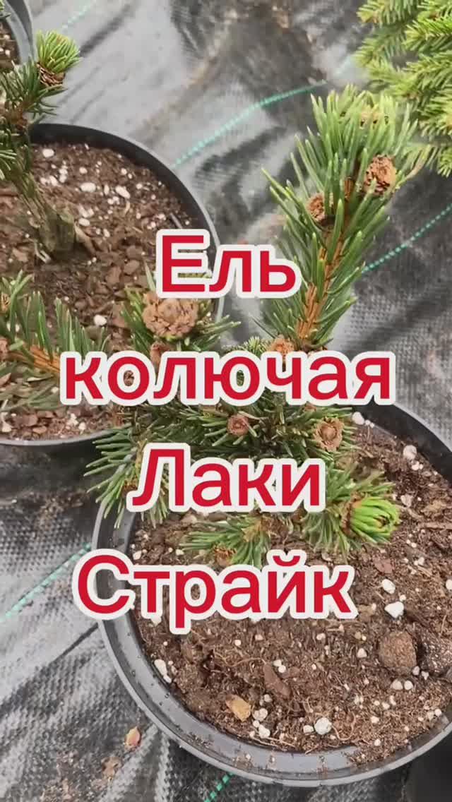 Ель Лаки Страйк Lucky Strike