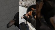 маленькие бесята)))
