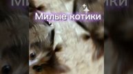 Милые котики