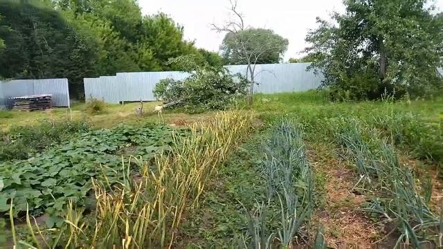 🧄Стрелка лопнула, пора убирать чеснок 🏡Домик в деревне
