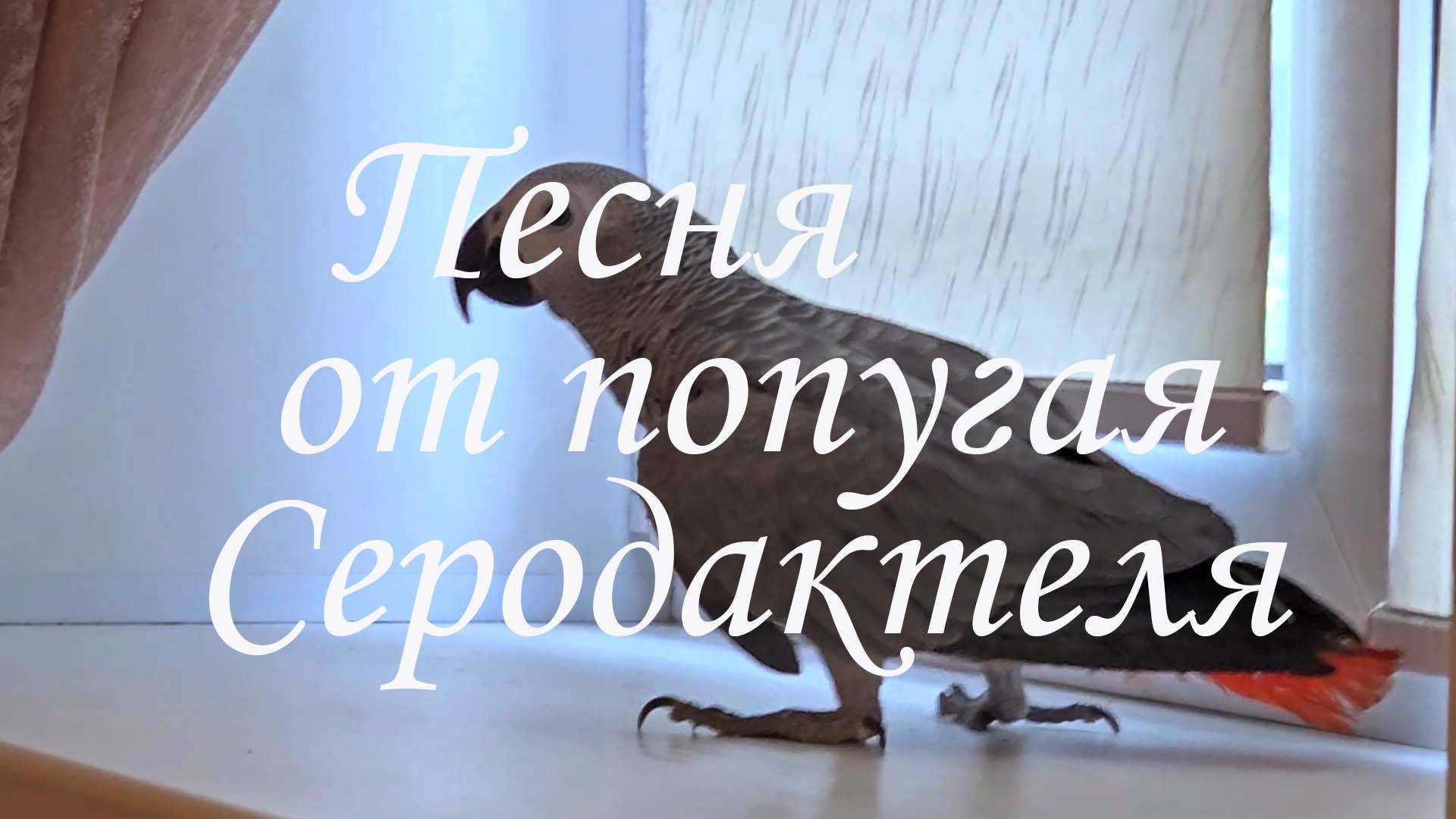 Песня от попугая Серодактеля.
