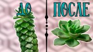 Просто посмотрите и ваши суккуленты НЕ БУДУТ ТЯНУТСЯ! Два суккулента для НОВИЧКА|+отчёт о цветение.