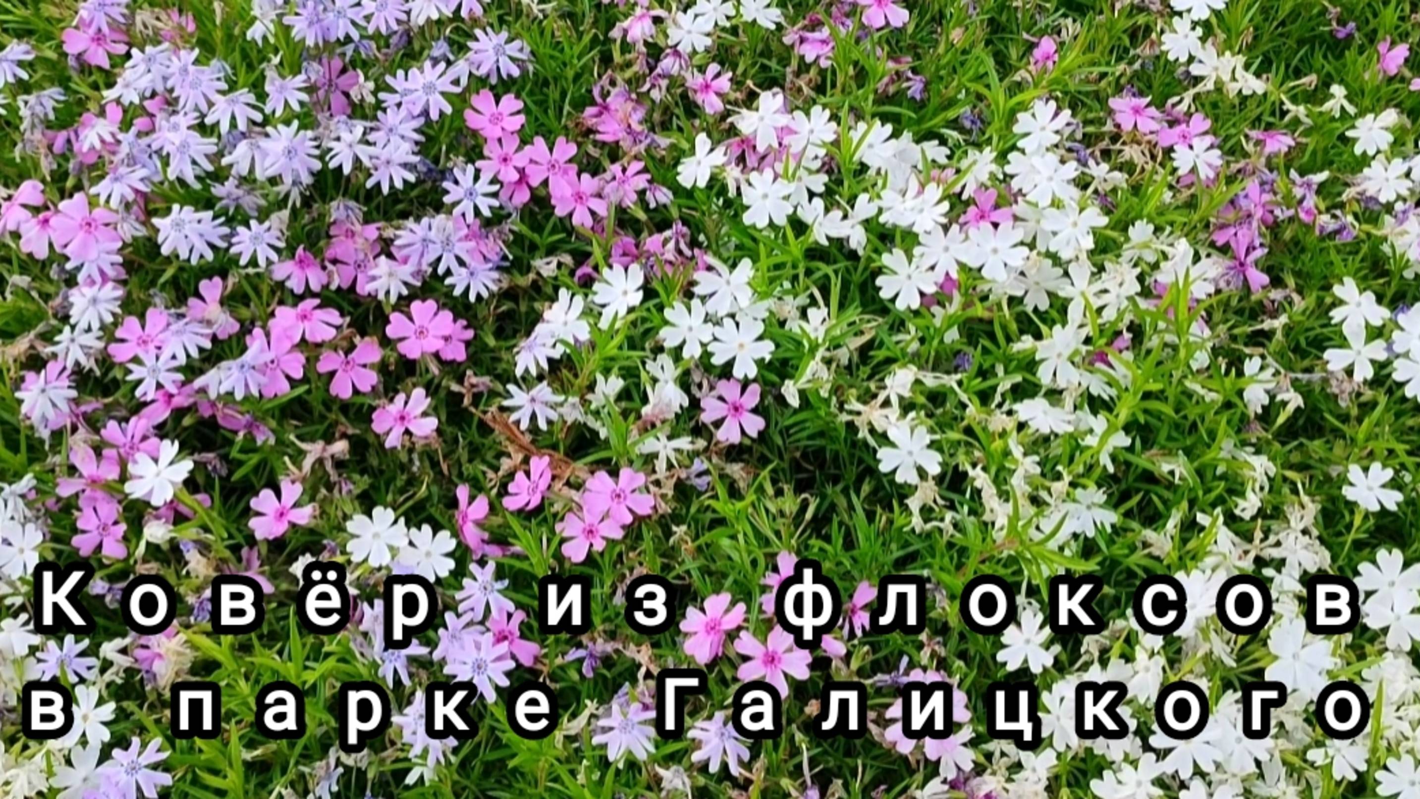 🌸Цветущий ковëр из флоксов украшает и окутывает своим ароматом зону отдыха в парке Галицкого 🌸