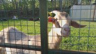 Козы в Нахабино 2