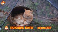 Крутые коты у птичьего двора серия (337) 🐈🐈😹❣️ Природа Абхазии и красивое подворье