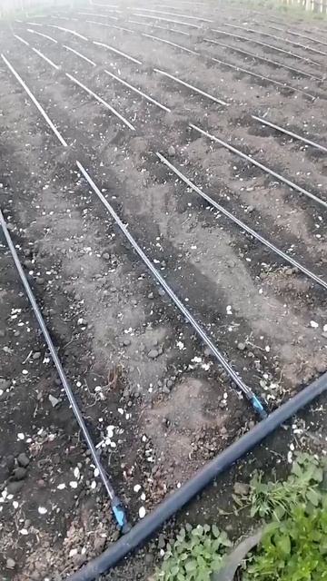ПОЛЕ  КАРТОШКИ ГОТОВО ВСЕ РАБОТАЕТ