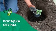 Посадка огурцов в открытый грунт рассадой. Как правильно высадить огурцы в мае, что класть в лунку