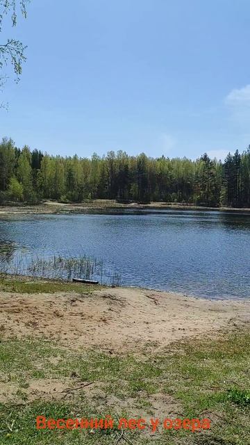 Весенний лес у озера