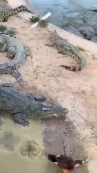 #crocodile #alligator #florida #everglades #miami #usa #travel #wildlife #nature #crocodiles
