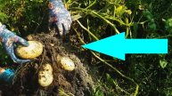 ⚠ Что вырастет, если посадить картошку из магазина? Какой урожай картофеля с одного куста?