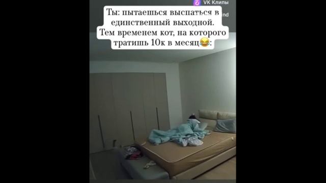 Как кошки мешают спать - 2024 год