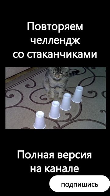 не циркач #кот #cat #юмор