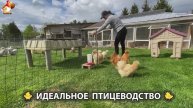 Идеальное птицеводство достойно восхищения 🐓🦆🦢🦚🦃🐔 эпизод (163)