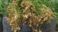Как вырастить арахис в старых шинах