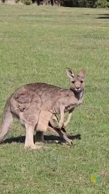 #kangaroo with #joy #funnyanimal #wildlife #kangaroofacts #nature #adventure #video #photography #vs