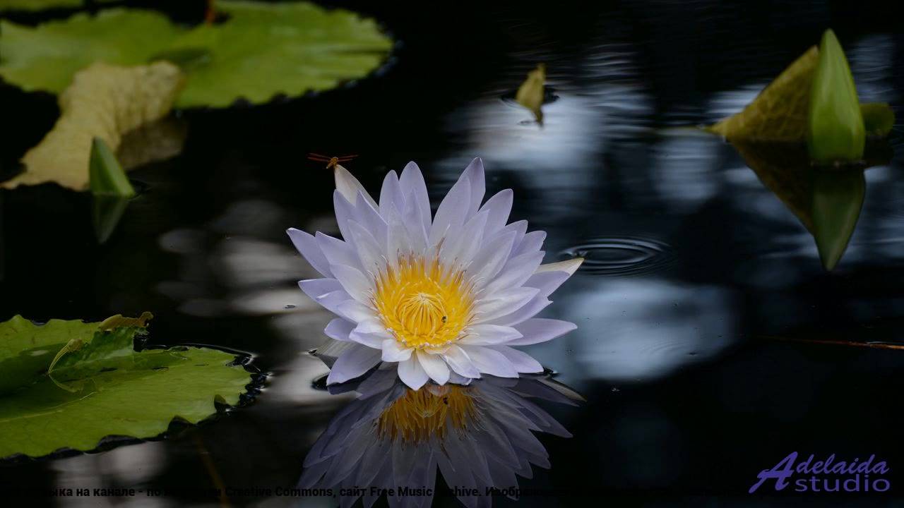 ❤ ❤ ❤ Видео, после которого не спится - We Can Dream (Short Version) -- BoDleasons -- Feels Like Fre