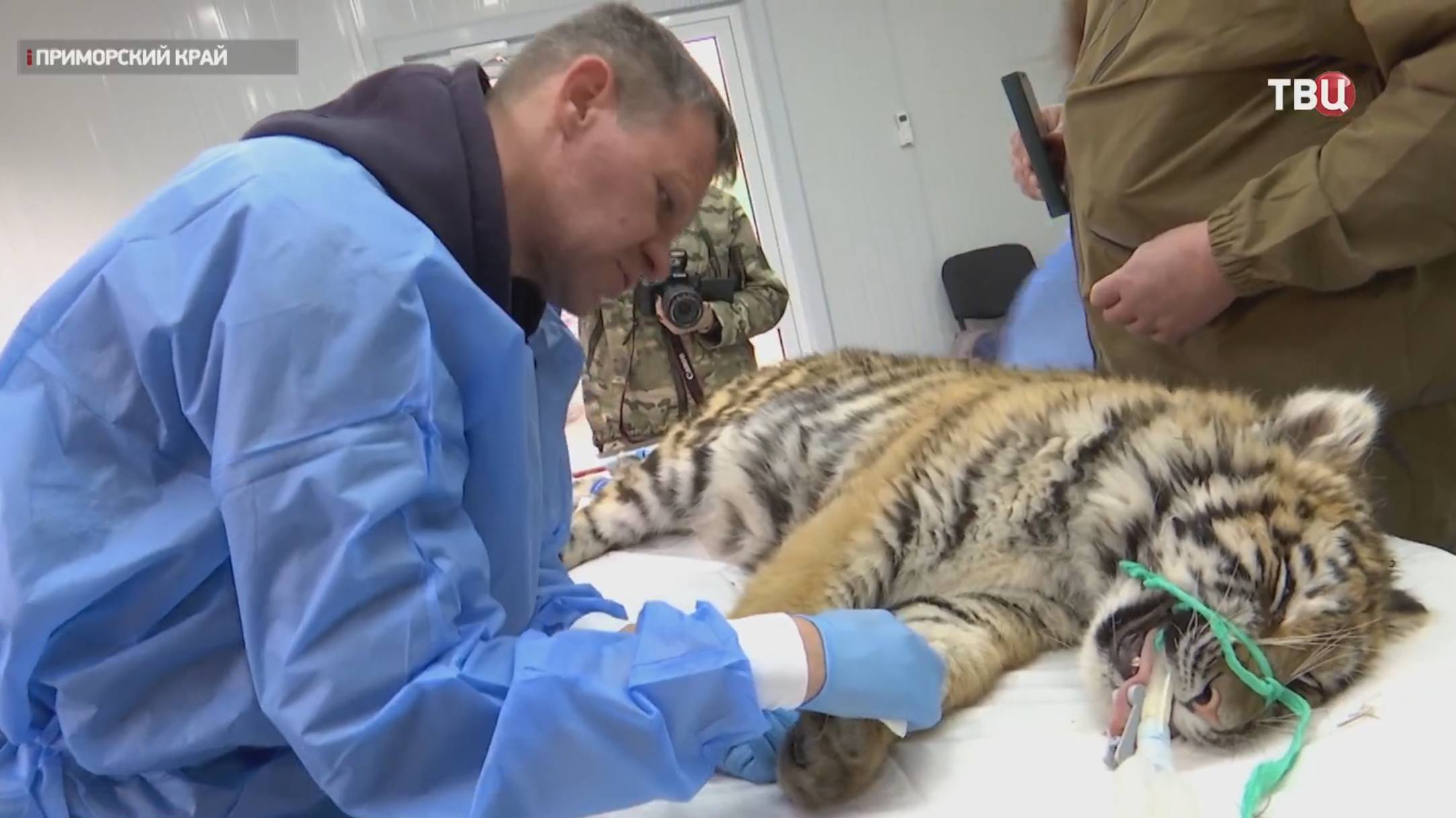 В Приморье выхаживают детёныша амурского тигра / События на ТВЦ