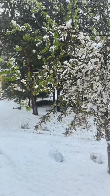 Букет из Черешни