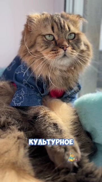 Культурное мероприятие😸 #шашлыки #котики #юмор