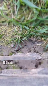 Классный зелёный паук! #shorts
