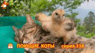 Крутые коты у птичьего двора серия (338) 🐈🐈😹❣️ Природа Абхазии и красивое подворье