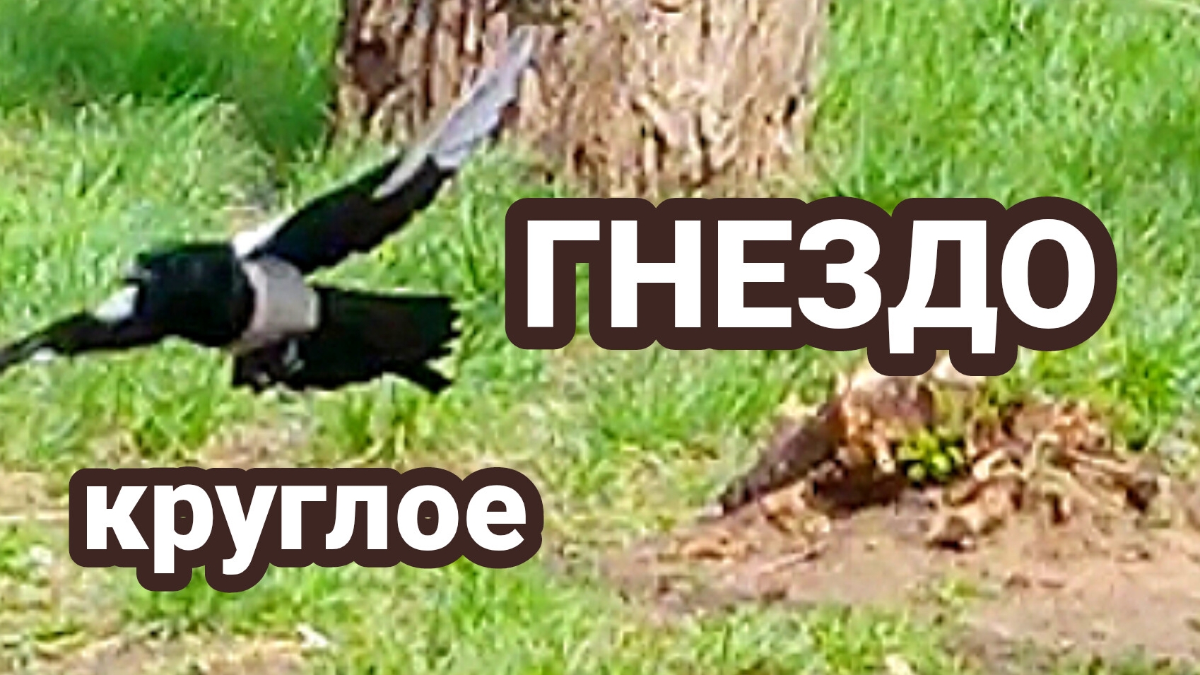 Птичье потомство