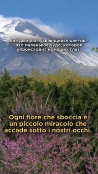 Ogni fiore che sboccia | Итальянский язык с Анастасией Тороп | Академия Анвила