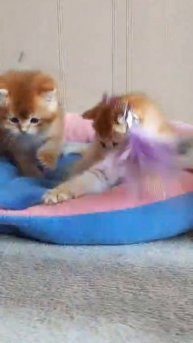британские котята