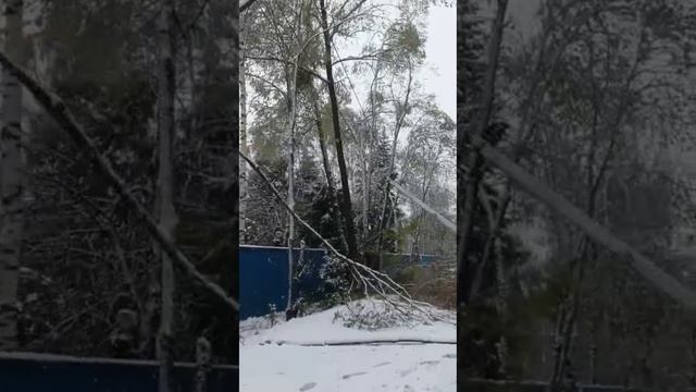 Последствия снегопада на моей даче.