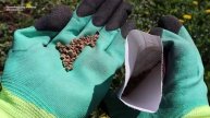 Поэтому у вас не растет свекла! Узнайте секреты выращивания