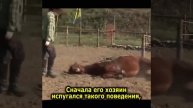 Этот конь по кличке Том научился притворяться мёртвым каждый раз, когда его пытаются оседлать или...