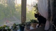 Кошка всё контролирует, что происходит на улице.