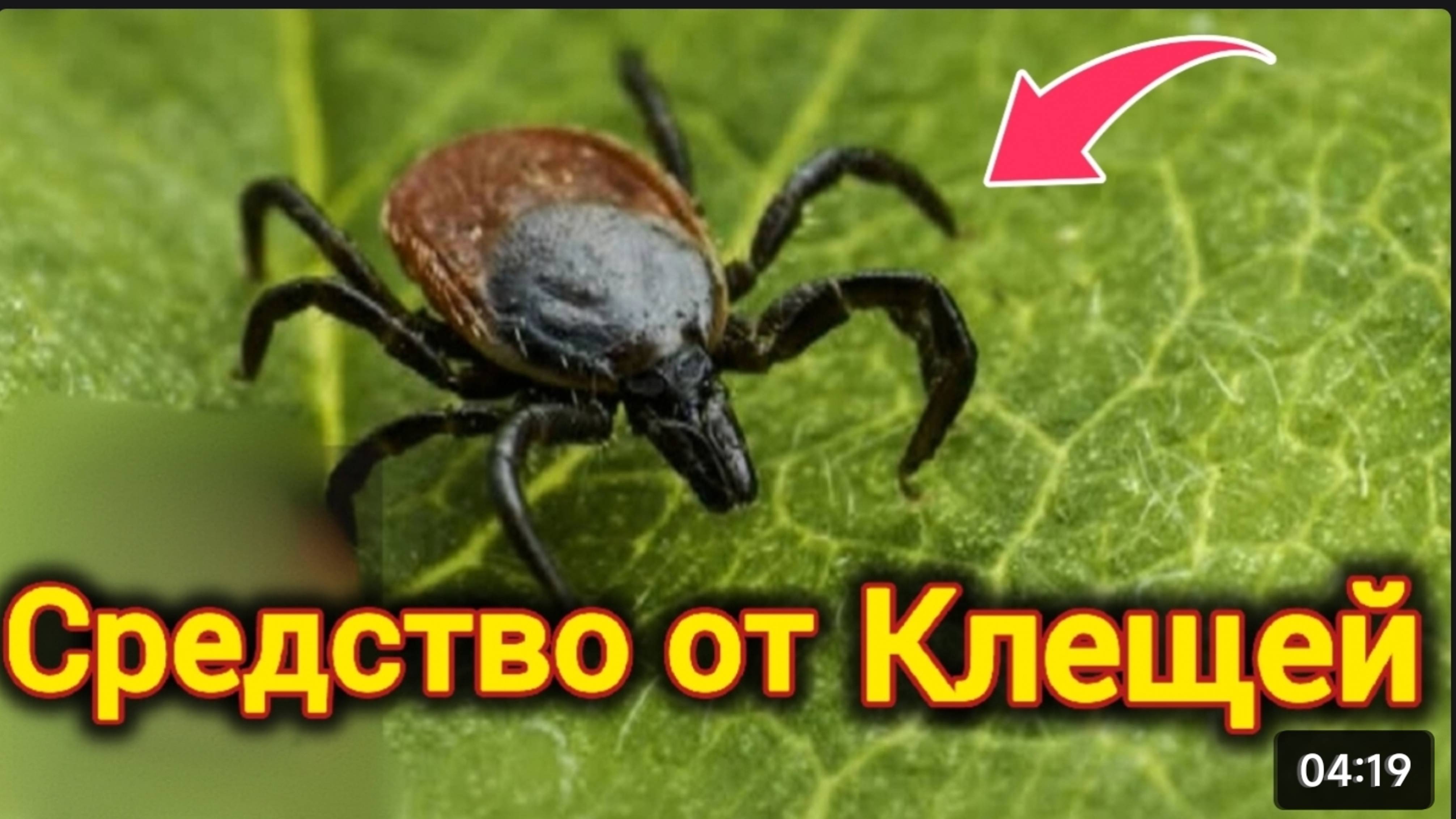 СРЕДСТВО ОТ КЛЕЩЕЙ. САМЫЙ ВЕРНЫЙ СПОСОБ.лайфхак.