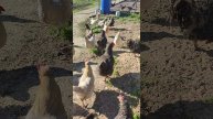 Чтобы курочки🐔 гусики 🪿 были красивые и хорошо несли яйца🥚 обязательно надо делать это 👉