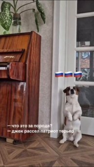 🇷🇺Настоящий пес-патриот и его реакция на гимн🇷🇺