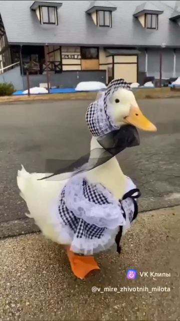 Доброе утро с лилиями и гусыней!