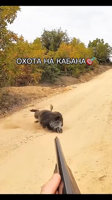 Охота на Кабана 🎯🐗
