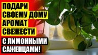 Прививание лимонного дерева ⚫ Лимон как растёт