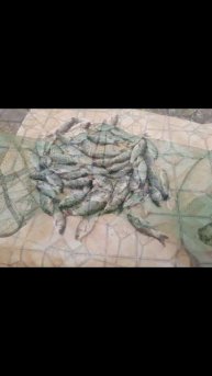 Половил немножко карасика на поплавок🎣 Насадка тесто🎣