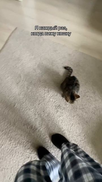 Кошка