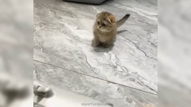 Смешные видео С ЖИВОТНЫМИ 😊 Самые смешные КОШКИ😺 и СОБАКИ🐶