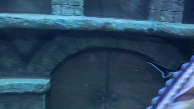 Ялтинский аквариум 3.05.2025 часть1