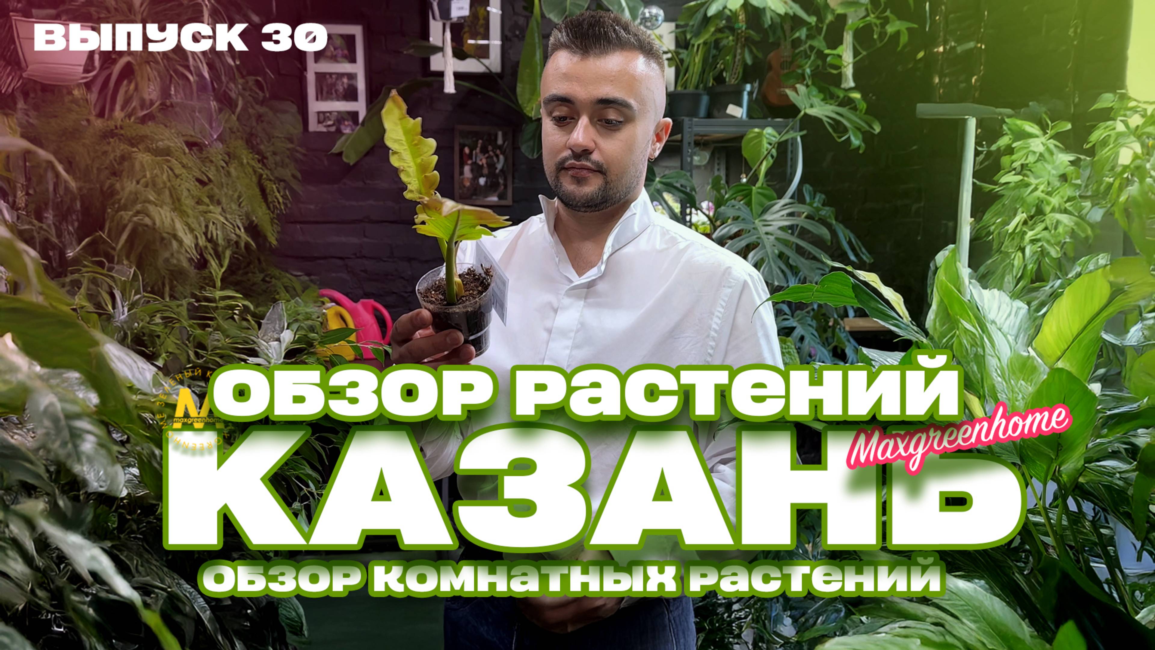 Обзор. Комнатные/горшечные растения и букеты в Казани. Выпуск 30