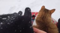 Катаемся с горки с котом - 2025 год