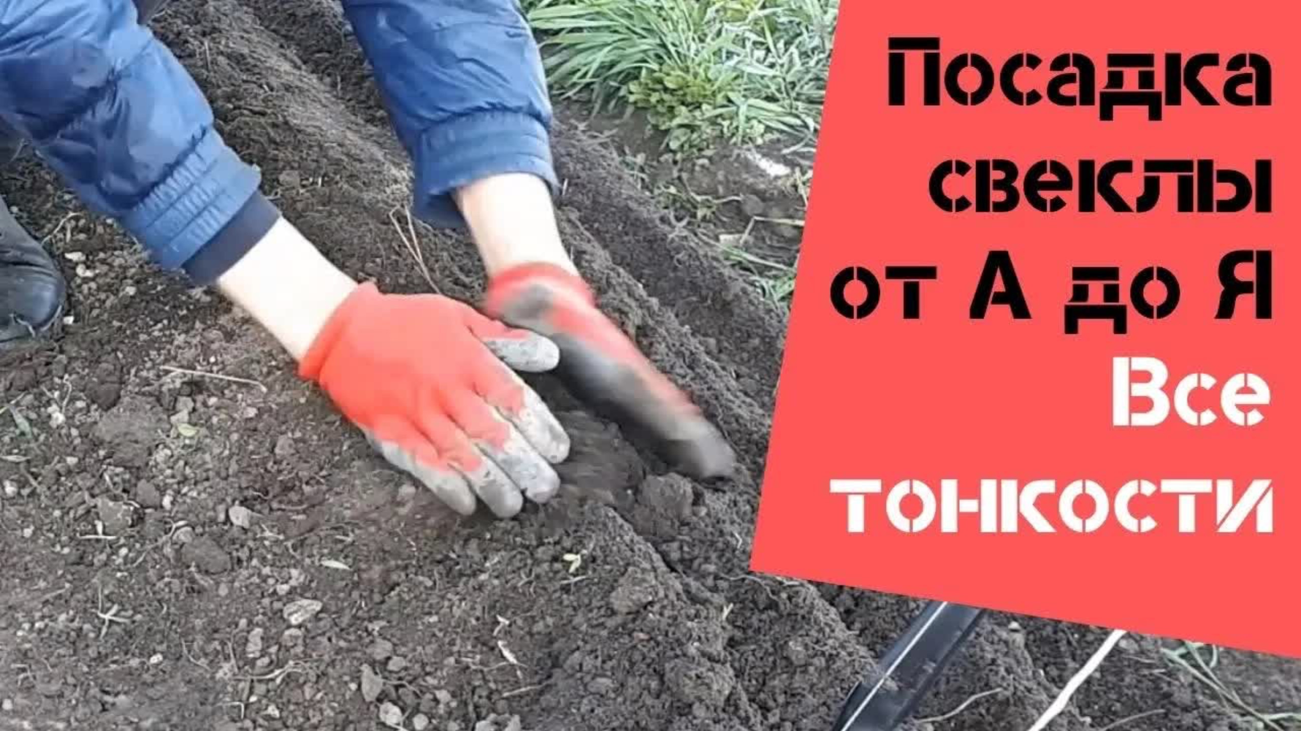 Свекла размером с грейпфрут! Раскрываю все этапы посадки