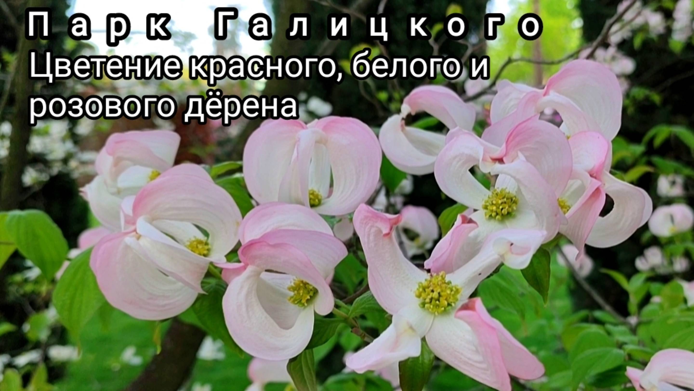 🌸В парке Галицкого пик цветения дëрена сразу трёх оттенков: белого, красного и розового🌸