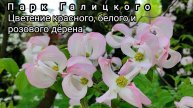 🌸В парке Галицкого пик цветения дëрена сразу трёх оттенков: белого, красного и розового🌸