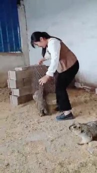 #幸福乡村春耕季 #喜欢的朋友点个赞留个关注 旱獭土拨鼠。 #funny #鸵鸟养殖 #funnyanimals